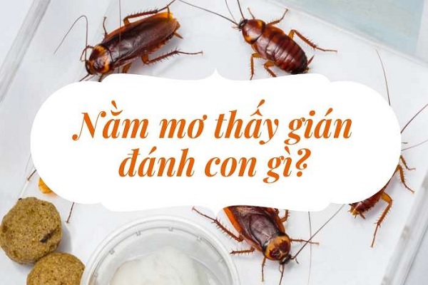 Chiêm bao thấy gián nên đánh con số gì?